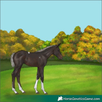 Horse Color:Silver Brown Tobiano 