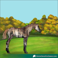 Horse Color:Void Plaid  Liver Red Onyx Sabino 