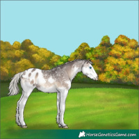 Horse Color:Silver Brown Ice Onyx Splash Appaloosa 