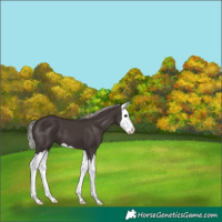 Horse Color:Silver Black Splash 