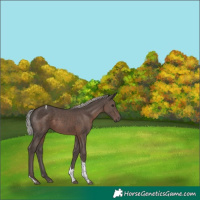 Horse Color:Silver Black Tobiano
