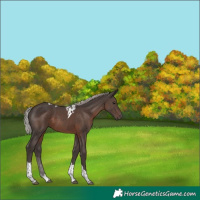 Horse Color:Silver Black Tobiano