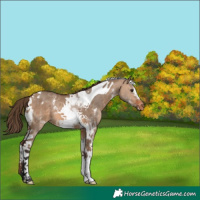 Horse Color:Bay Dun Sabino Tobiano Varnish 