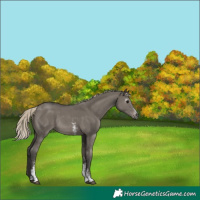 Horse Color:Gray Silver Smoky Grullo Sabino Appaloosa Rabicano