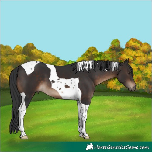 Horse Color:Brown Tobiano 