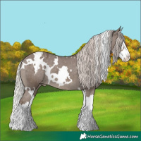 Horse Color:White Spotted Silver Black Splash Appaloosa 