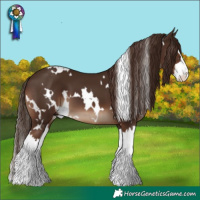 Horse Color:White Spotted Liver Chestnut Splash 