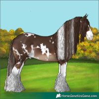 Horse Color:White Spotted Liver Chestnut Splash 