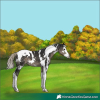 Horse Color:Gray White Spotted Silver Smoky Black Splash Tobiano 