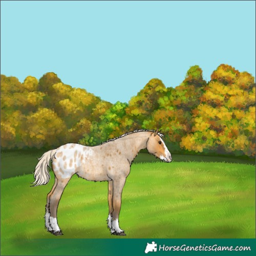 Horse Color:Silver Buckskin Roan Splash Blanket