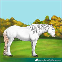 Horse Color:White Spotted Bay Dun Splash Appaloosa Rabicano 
