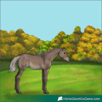 Horse Color:Silver Grullo