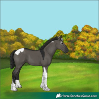 Horse Color:Gray Grullo Tobiano 
