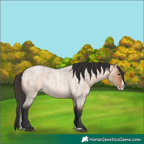 Horse Color:Bay Roan Dun Splash 