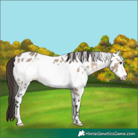 Horse Color:White Spotted Brown Dun Frame Appaloosa 