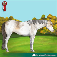 Horse Color:White Spotted Buckskin Dun 
