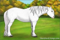 Horse Color:Watercolor Palomino Roan Splash Appaloosa 