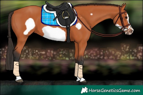 Horse Color:Bay Frame 