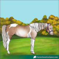 Horse Color:Gray Silver Amber Champagne Tobiano Rabicano 