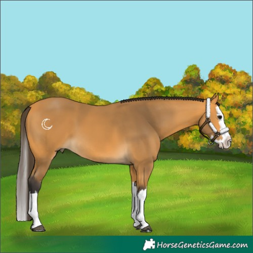 Horse Color:Buckskin Splash 
