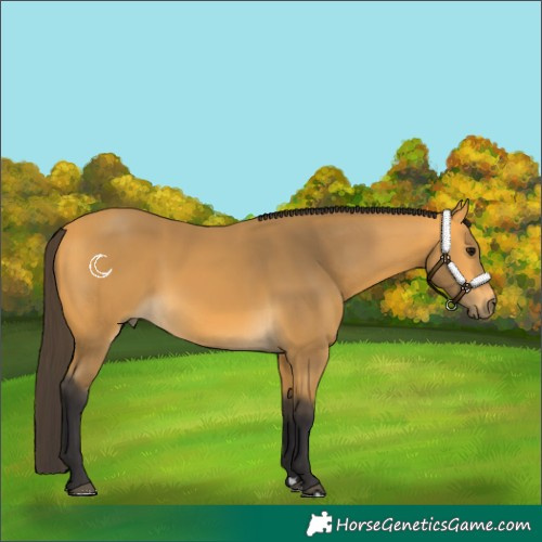 Horse Color:Buckskin 