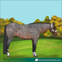Horse Color:Brown Roan 
