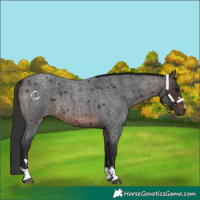 Horse Color:Brown Roan