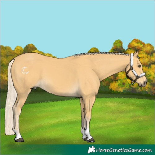 Horse Color:Palomino 