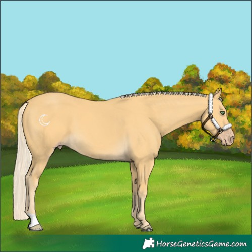 Horse Color:Gold Cream Champagne 