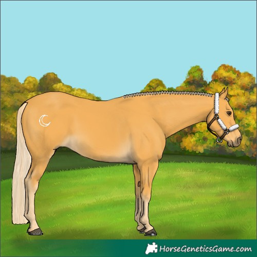Horse Color:Palomino 