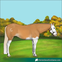 Horse Color:Palomino Splash 