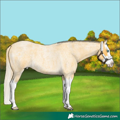 Horse Color:Palomino Roan Splash 