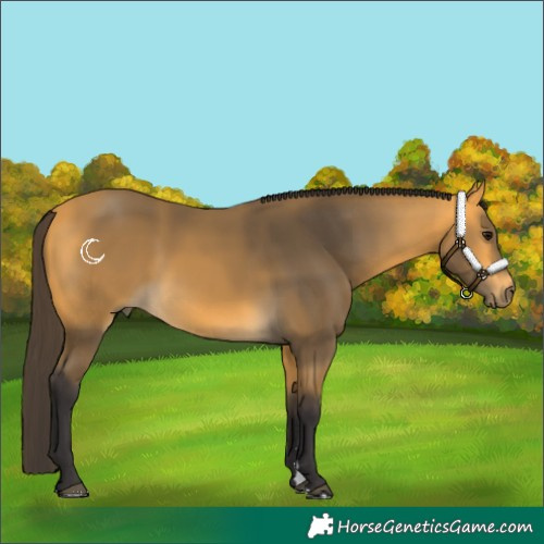 Horse Color:Buckskin 