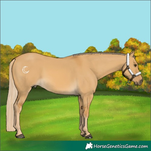 Horse Color:Palomino Dun 