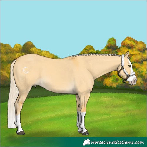 Horse Color:Palomino Dun Splash 