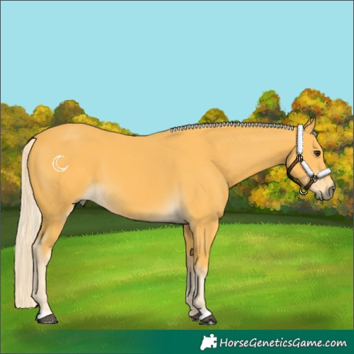 Horse Color:Palomino 