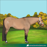Horse Color:Bay Dun 