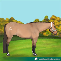 Horse Color:Bay Dun 