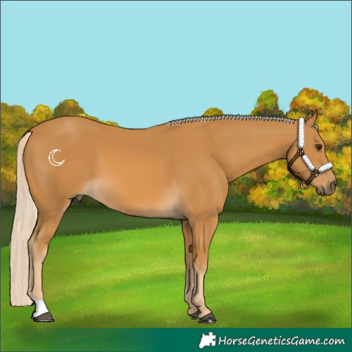 Horse Color:Palomino 