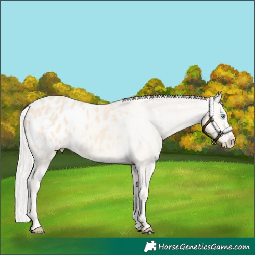 Horse Color:Cremello Appaloosa 