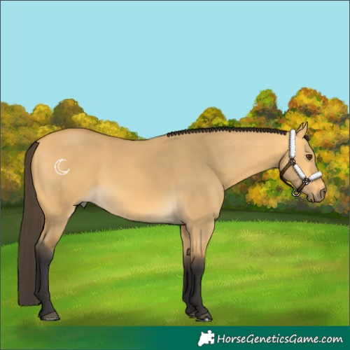 Horse Color:Buckskin Dun 