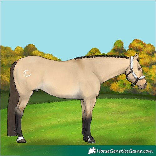 Horse Color:Buckskin Dun 