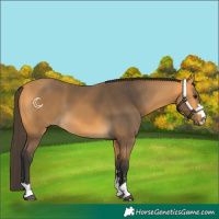 Horse Color:Buckskin