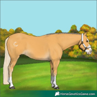 Horse Color:Palomino Splash 