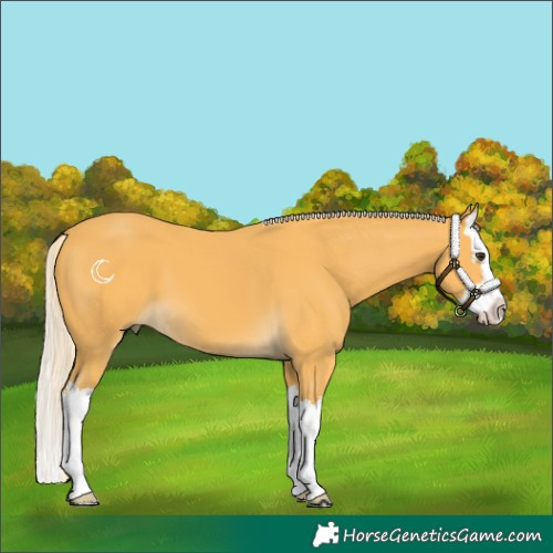 Horse Color:Palomino Splash 