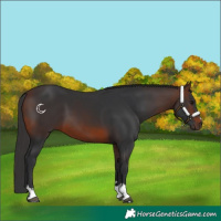 Horse Color:Brown 