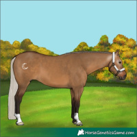 Horse Color:Gray Silver Bay Dun