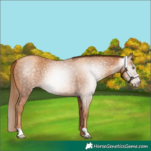 Horse Color:Gray Gold Champagne 