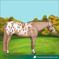 Horse Color:Chestnut Appaloosa 