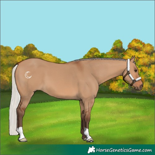 Horse Color:Silver Bay Dun 